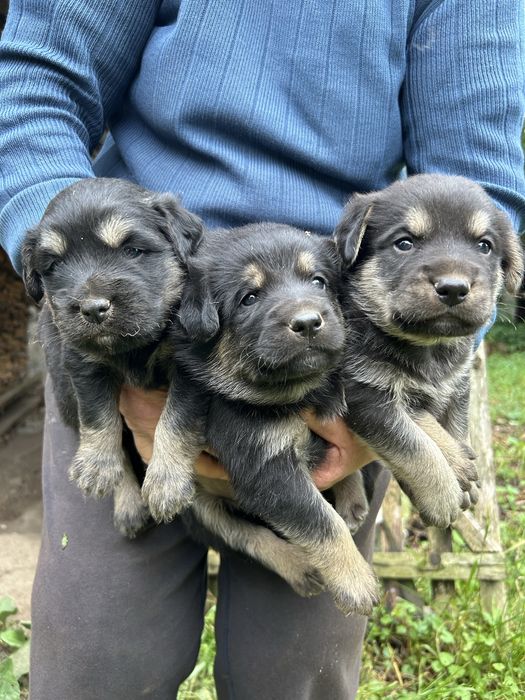 Песики безкоштовно. Закарпаття