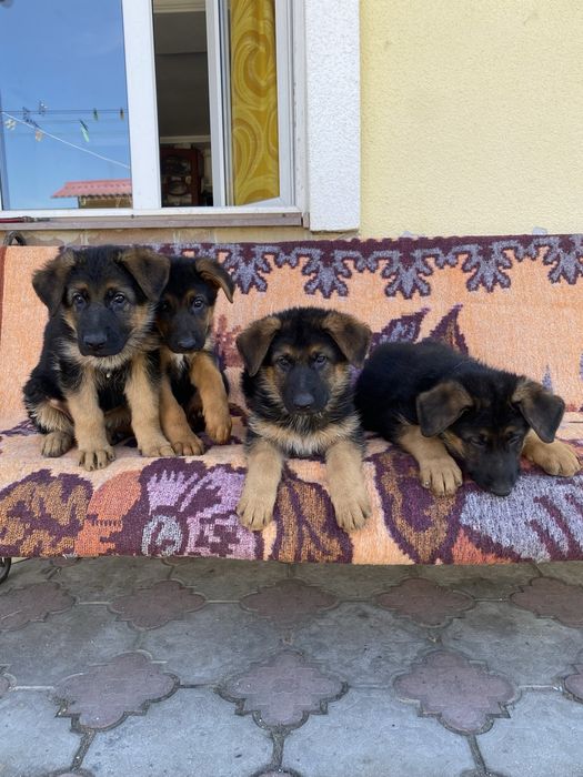 Цуценята німецької вівчарки