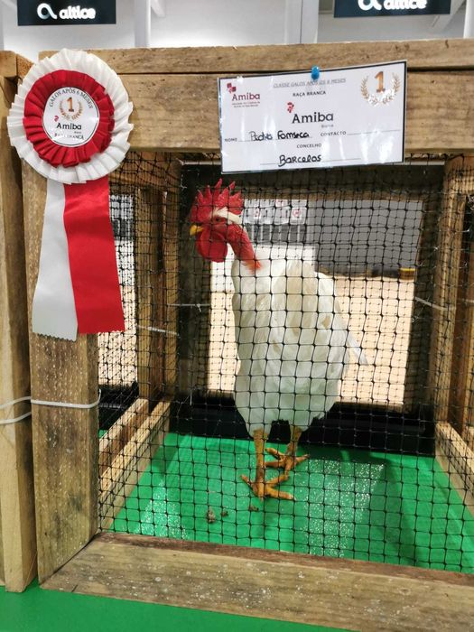 Ovos de Galinha Branca Portuguesa