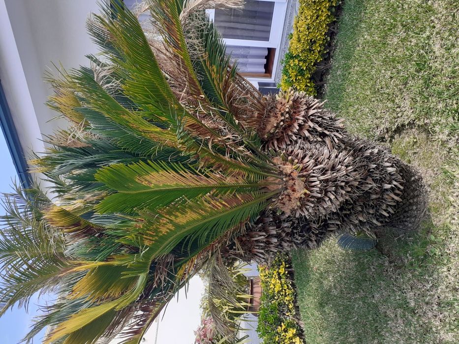 Sica de jardim com 175 de altura 4 cabeças