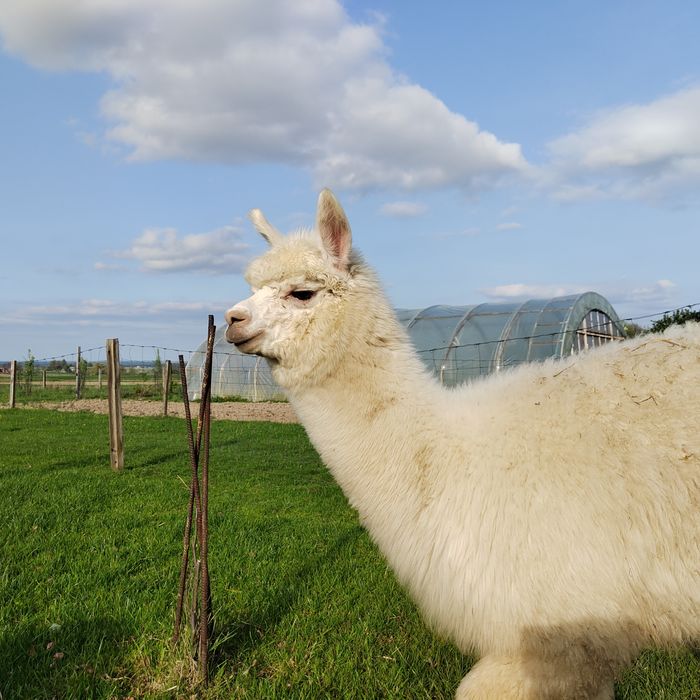 Samiec alpaki, alpaka samczyk