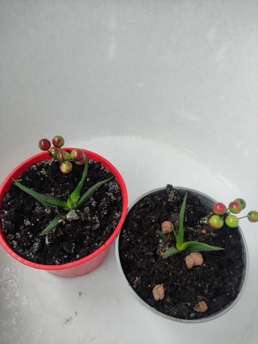 Хавортія міні)) стане твоєю улюбленицею))