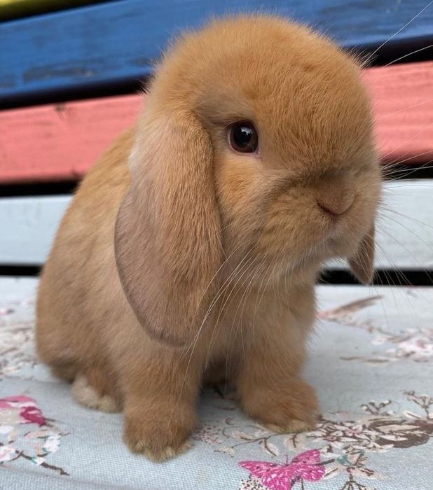 KIT Coelhos anões orelhudos(mini loop) belier lindíssimos e dóceis