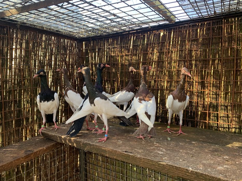 Sroka  Łowica , stoki.