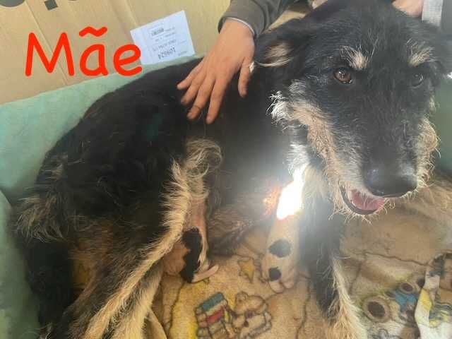 Cão Podengo 2anos para Adoção