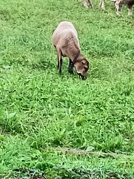 Barany owca kameruńska