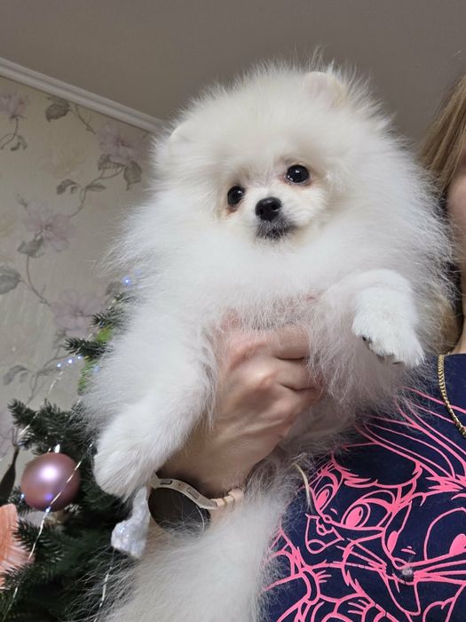 Дивовижні красунчики.