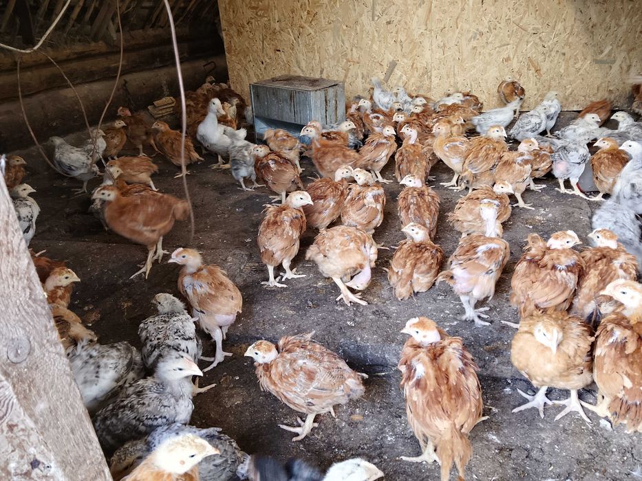 Продам курчата 2 місяці