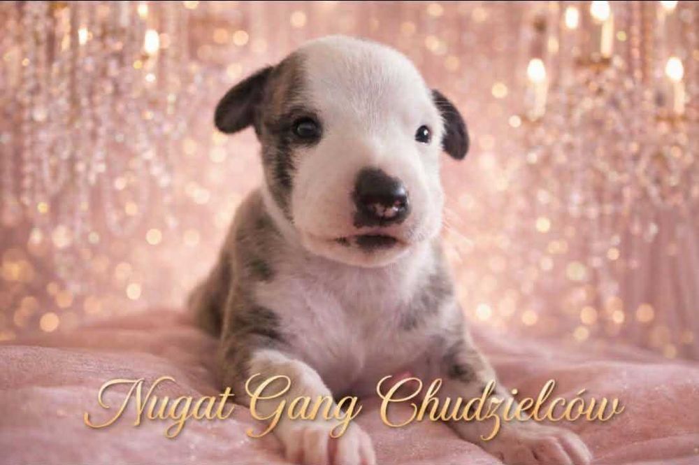 Whippet Nugat piekny pies