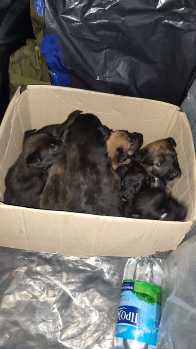 Віддам цуценят БЕЗКОШТОВНО