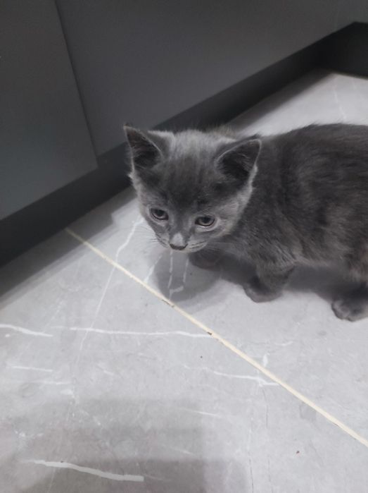 продать котиків шот