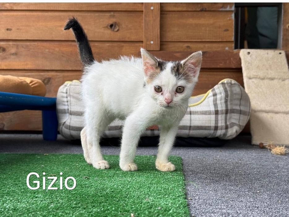 Paromiesięczne kociaki czekają na domy