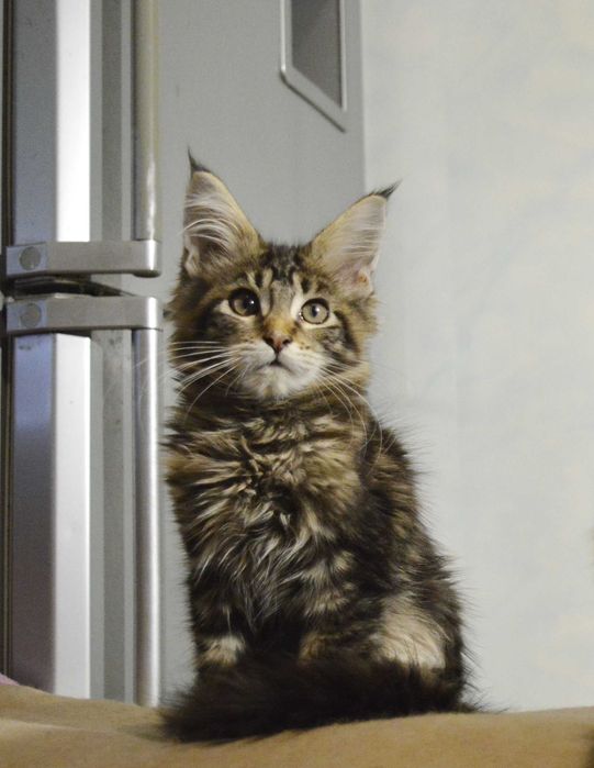 Акція. Хлопчик. Відомий київський розплідник Bartalamео