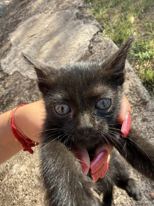 Gatinhos para adoção