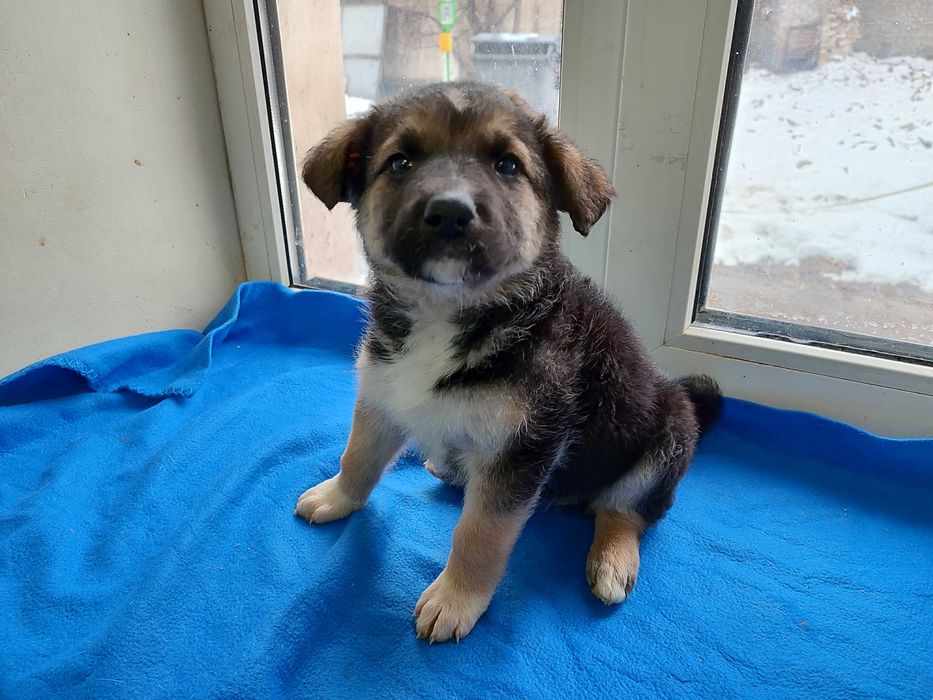 Кумедне цуценя бажає стати домашнім