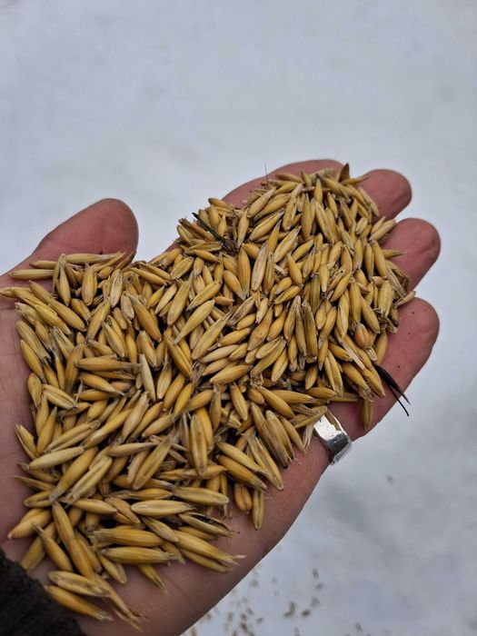 Насіння вівса ярого