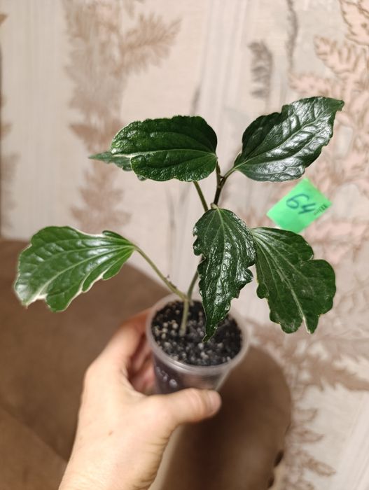 Філодендрон перець Крокатум, єпіпремнум Cintho Goldfinger сциндапсус