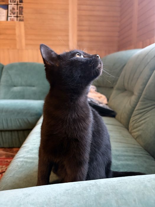 Класні чорненькі коти, кошенята
