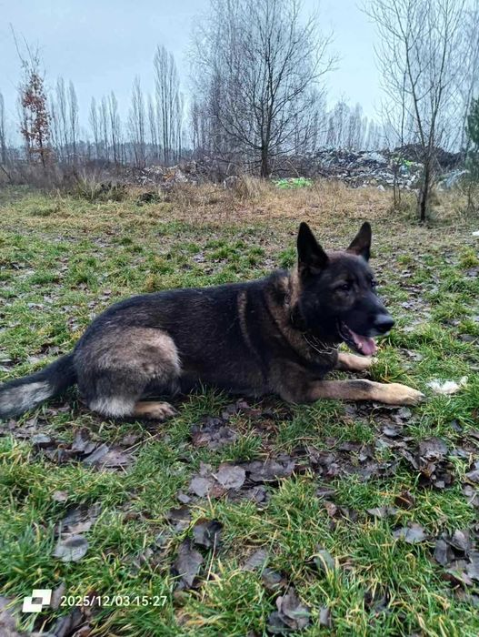 Цуценята Німецької вівчарки
