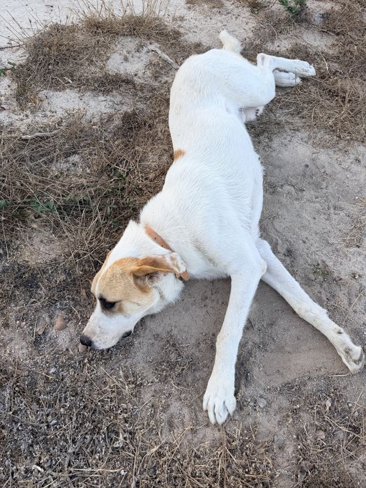Rafeiro Alentejano puro – 7 meses – para adoção responsável