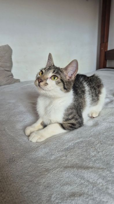 Kokoska do adopcji