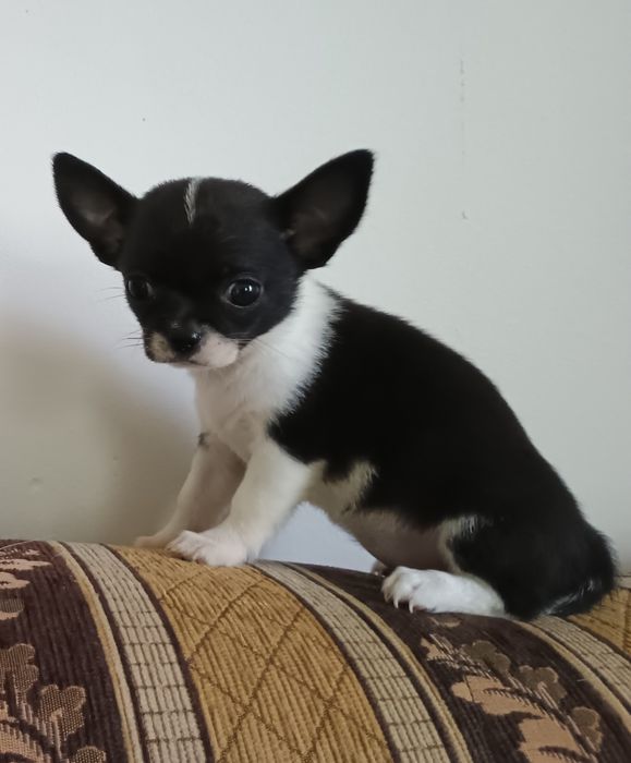Chihuahua krótkowłosa suczka ZKwP FCI