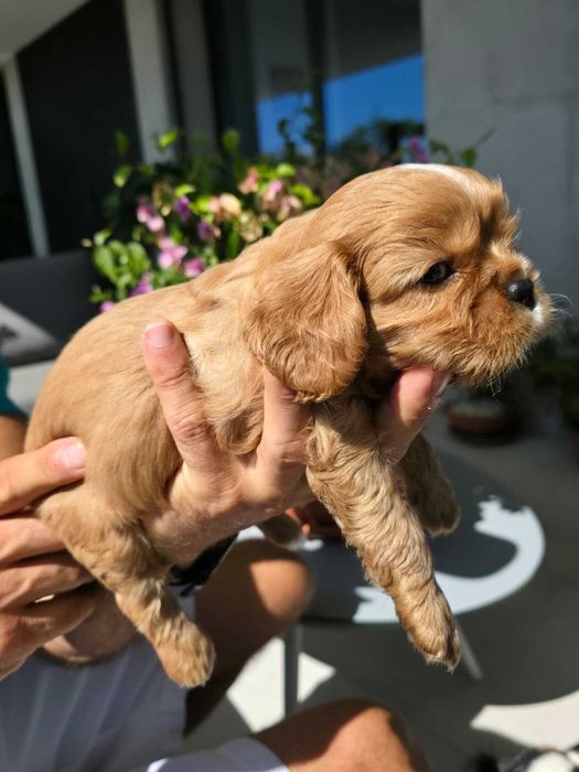 Cavalier King Charles Spaniel - macho Ruby (marrom) nascido no Algarve em 18 de Agosto.