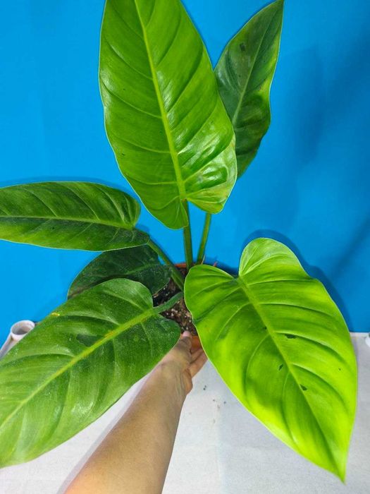 Філодендрон Ruaysup variegata, ароїдні