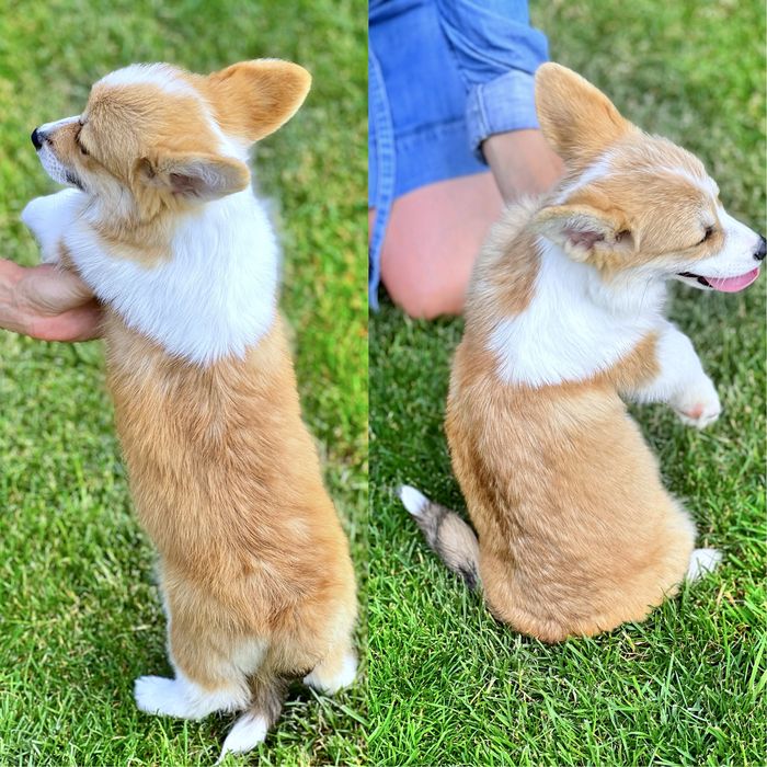 Вельш корги пемброк