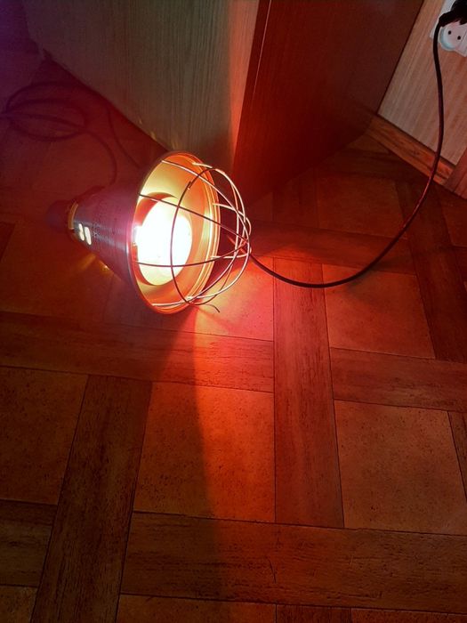 Promiennik ciepła z żarówka dla zwierząt nowy