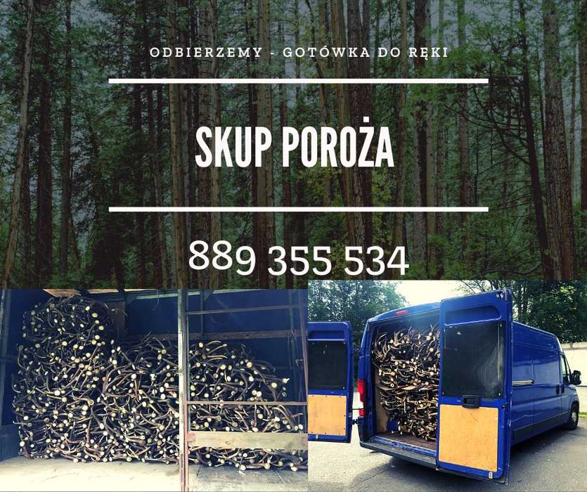 Skup parostków koziołków rogów poroża rogi poroże jelenia daniela