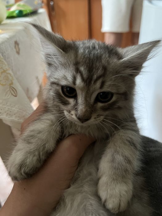 Віддам кошеня в добрі руки