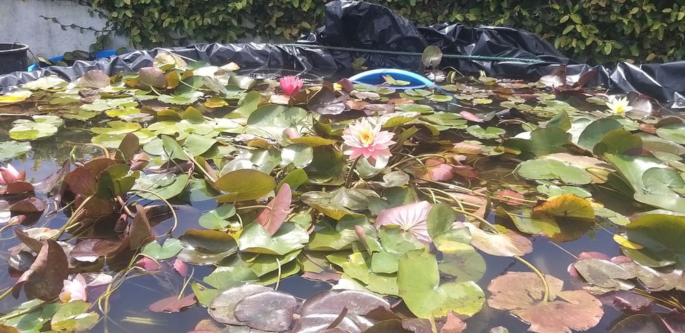 Carpas Koi  coloridas   Promoçao de Nenufares  diversas cores   outono