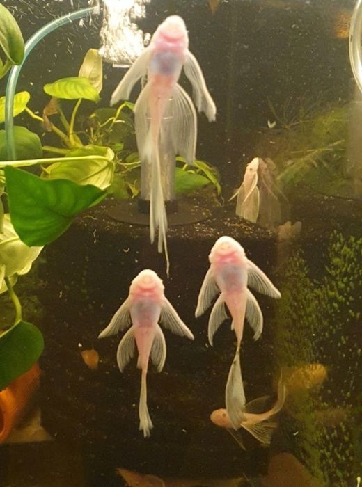 Ancistrus L144 Snow White long fin Wysyłka Zbrojnik Glonojad