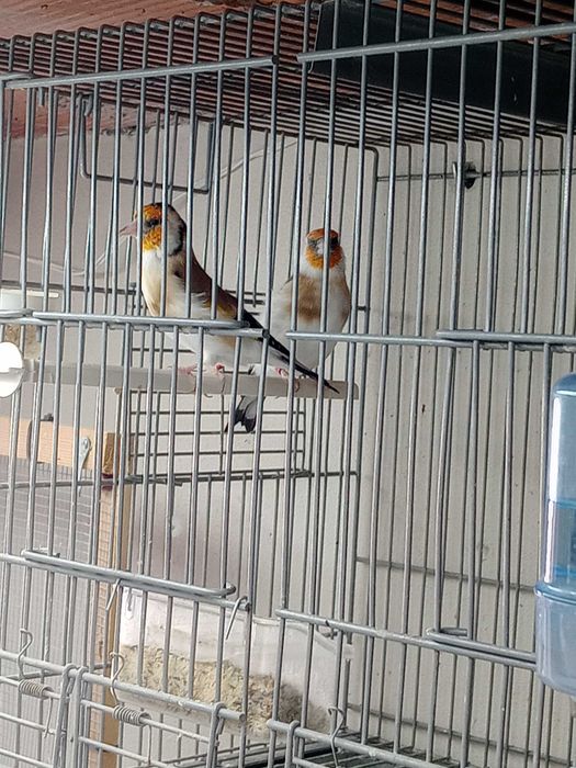 Vendo alguns pintassilgos major