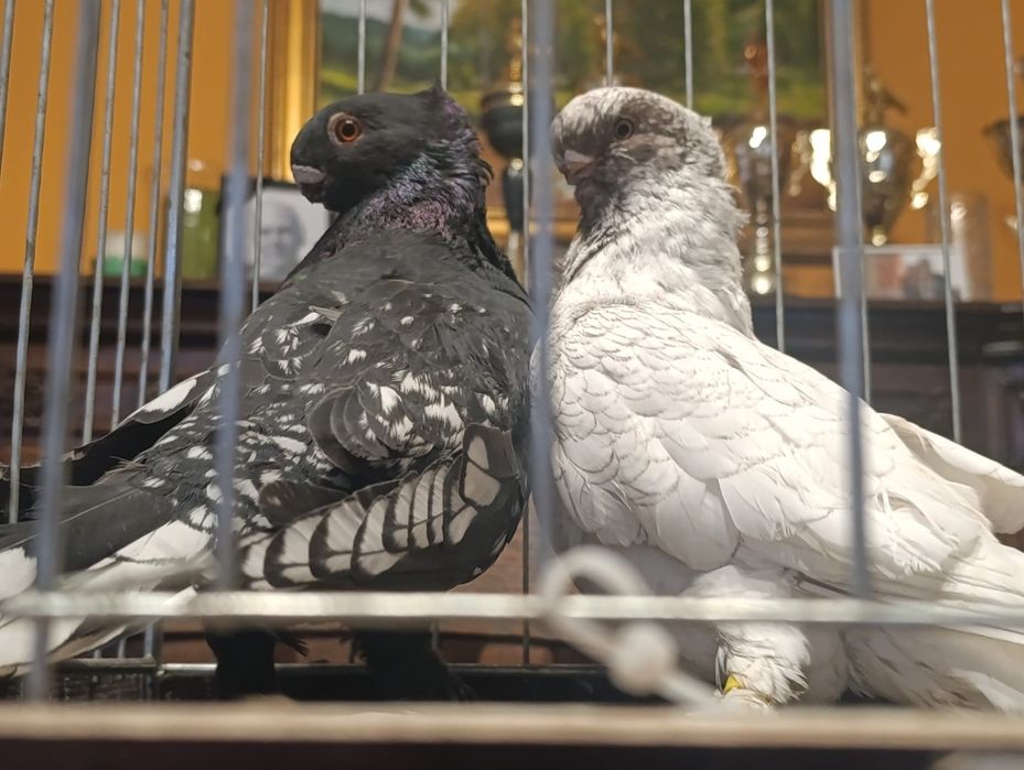 Mewka, mewki orientalne, blondynety, wysyłam