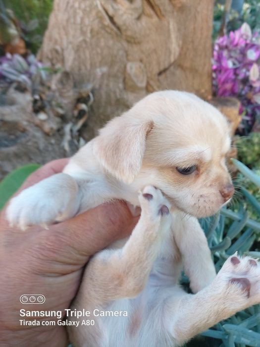 Lindo chihuahua machinho