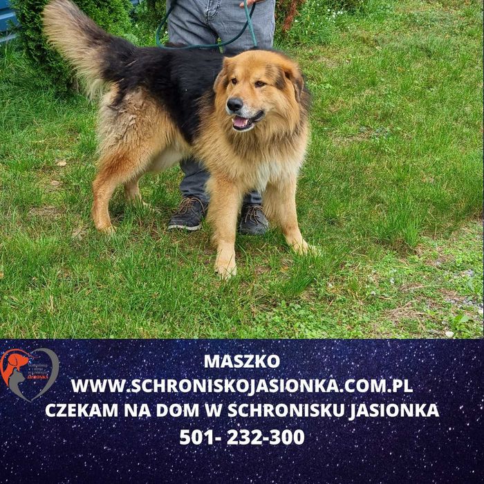 Maszko do adopcji – Schronisko Jasionka