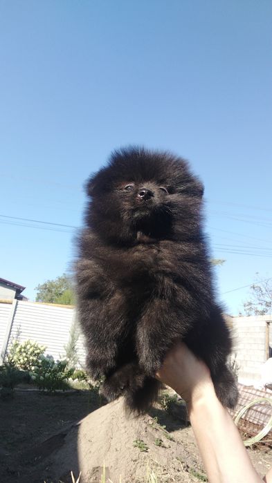 Померанский шпиц