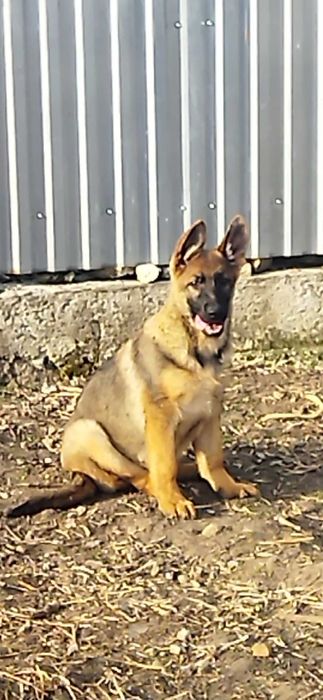 Німецька вівчарка