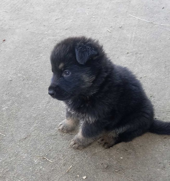 Owczarki do oddania za darmo