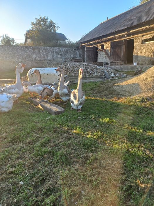 Продаються гуси холмогори