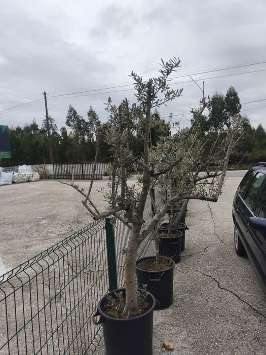 Oliveiras Adultas replantadas em vaso