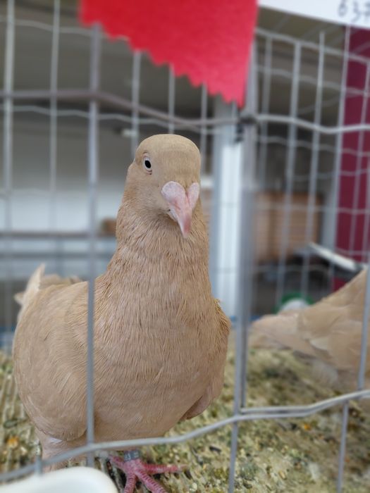 Pombos Criador Lusitano