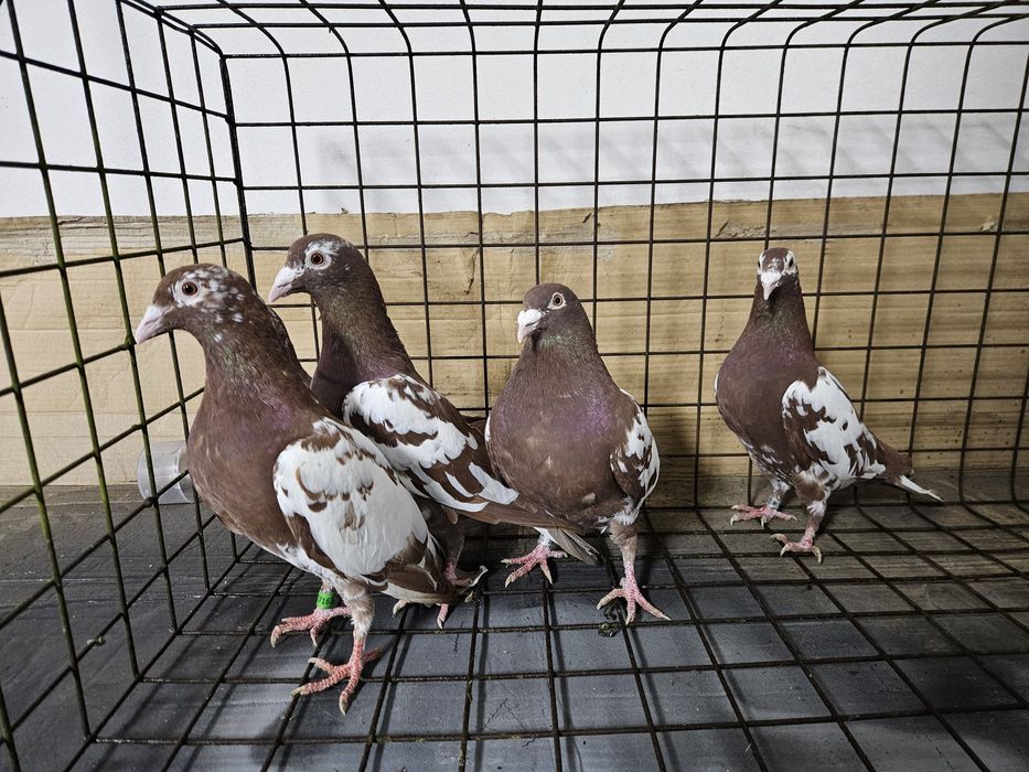 Gołębie mulemansy Bydgoszcz