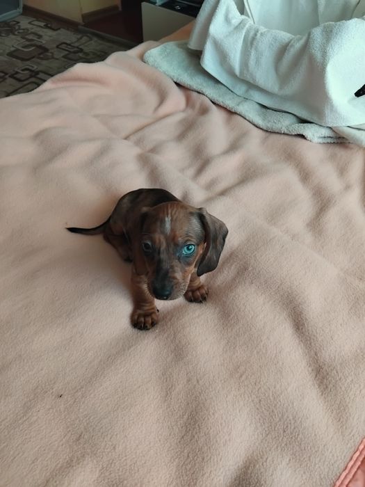 Міні таксочка з цікавим окрасом