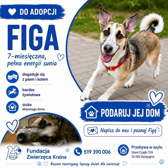 Figa szuka domu !