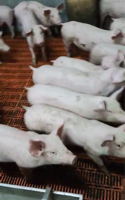 Поросята 23-24кг