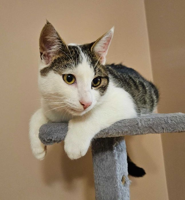 Zeus kocha ludzi, kocha koty, kocha zabawki