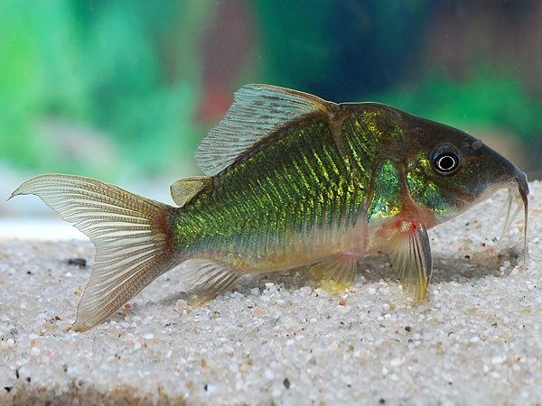 Продам сом таракатум , брохис, воалехвост ...